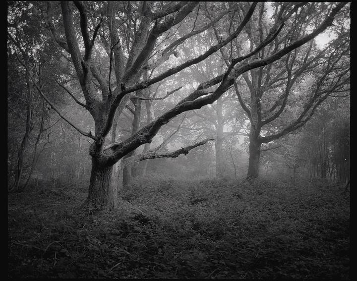 Two large trees with bare branches stand in a dense forest covered in fog.