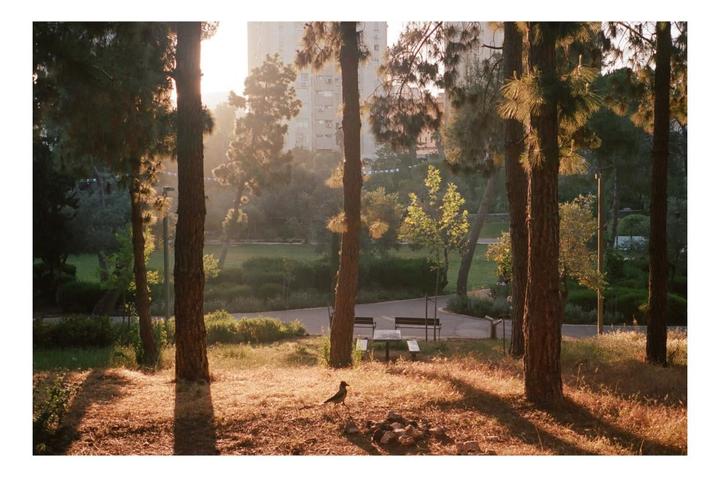 Palestine | Olympus 35 SP | Portra 400