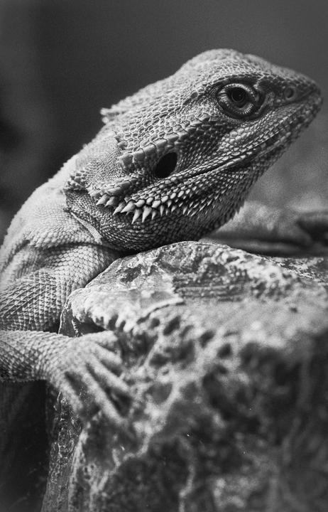 Kodak Double X