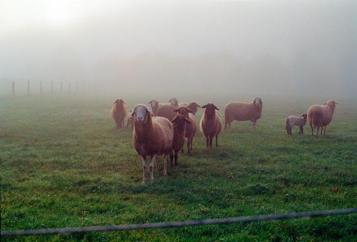 Morning fog | Gold 200 | Minolta XD7