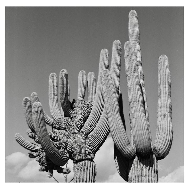 Crested Saguaro | Hasselblad 500C/M + 80f2.8 | HP5+