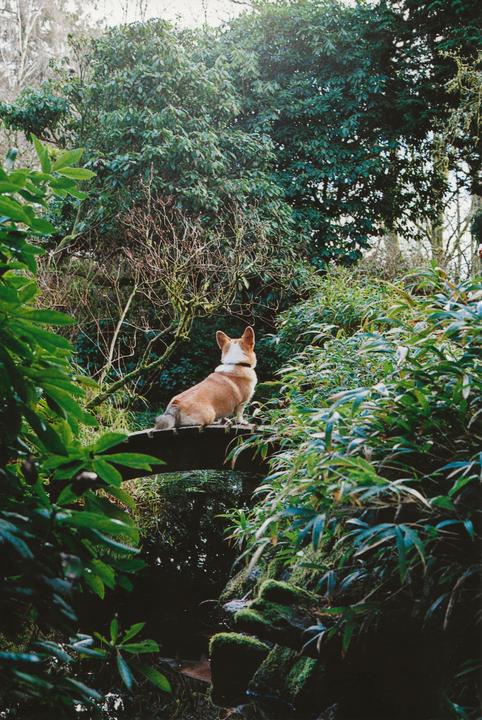 Benji, [Kodak Ultramax 400], [Canon AE-1, 55mm]