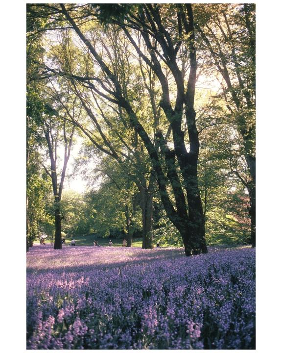 Spring is here/ Nikon F/ Ektachrome 64T