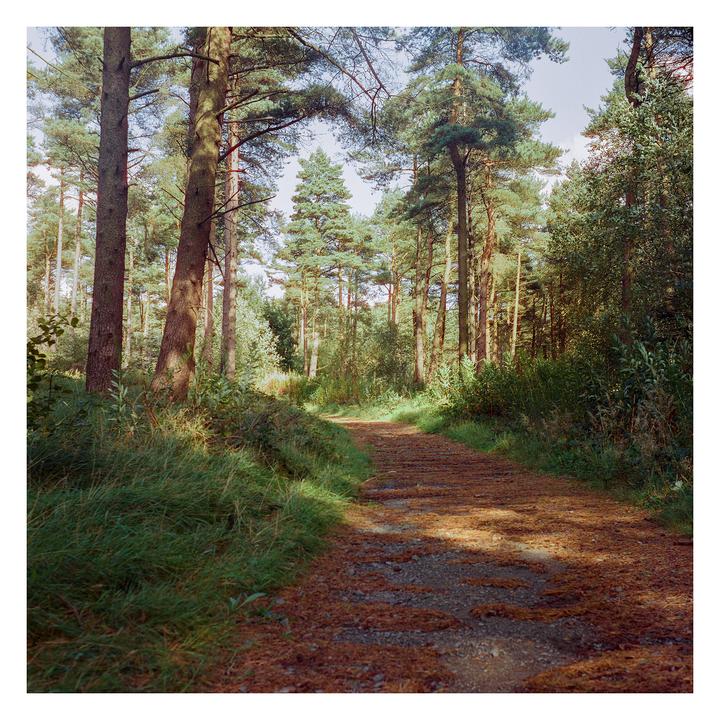 Forest Trail - Yashica Mat, Yashinon 80mm F3.5, Cinestill 400D