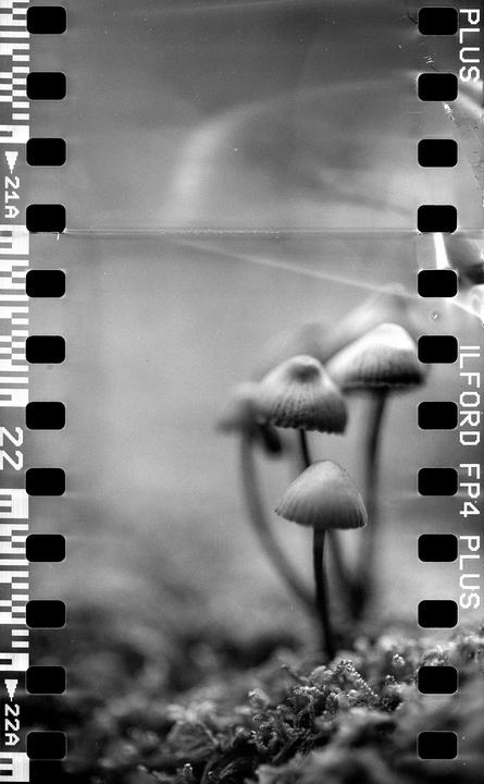 A cluster of small mushrooms grows on a mossy surface, with film borders visible on the left and right sides of the image.