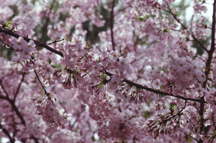 🌸 Nikomat ftn, nikkor-zoom35135mmf3.5, rvp100
