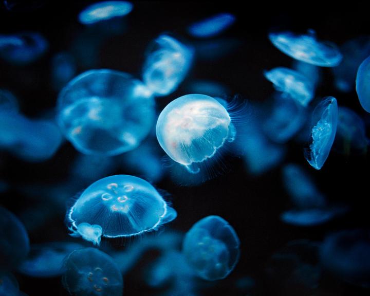 Jellyfish. Pushed Portra 800+1. Pentax 67. 105mm f2.4