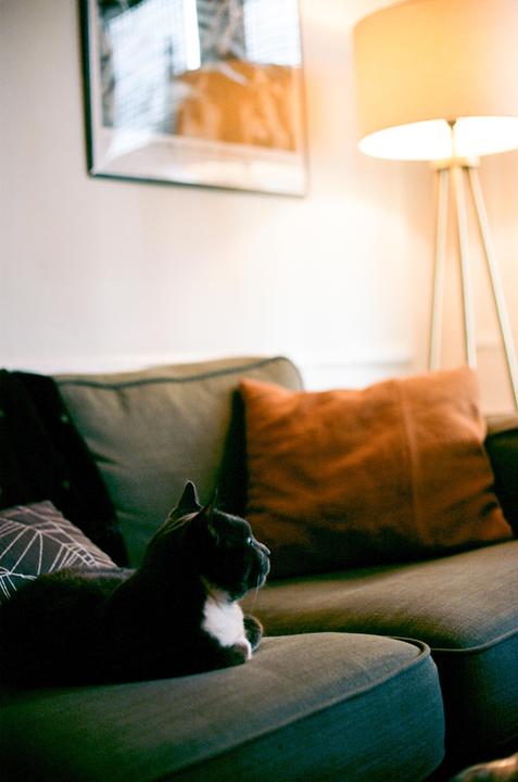 A black cat with white markings is resting on a green sofa next to a floor lamp.