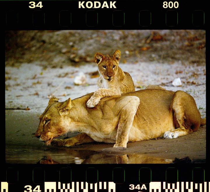 Lioness and cub [Canon 1V, 400 2.8, Ektacolor 800]