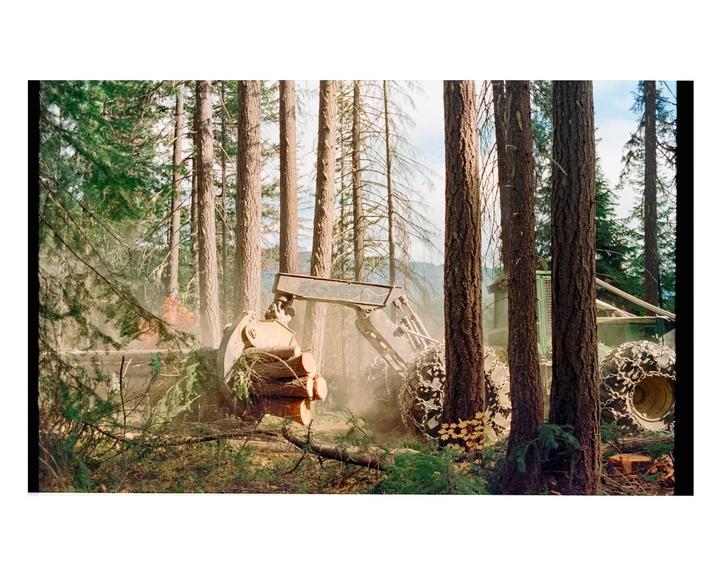 Forest Restoration | Nikon FM3a | Voigtländer 40mm f/2 | Kodak Vision 3 250D