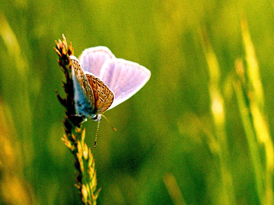 polyommatus icarus [pentax mx, 100mm f/5.6, portra 800]