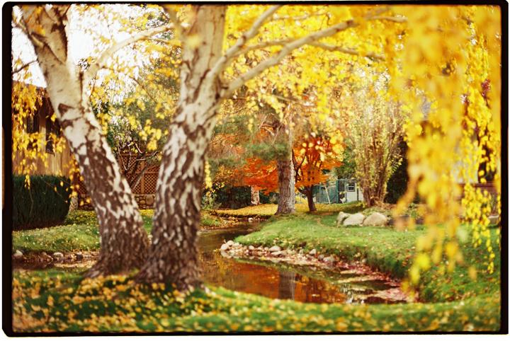 The last few bits of Autumn. Nikon FM, 50mm f1.8 on Ektar 100