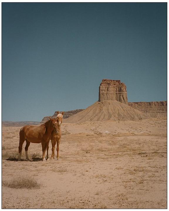 Mustangs in the desert