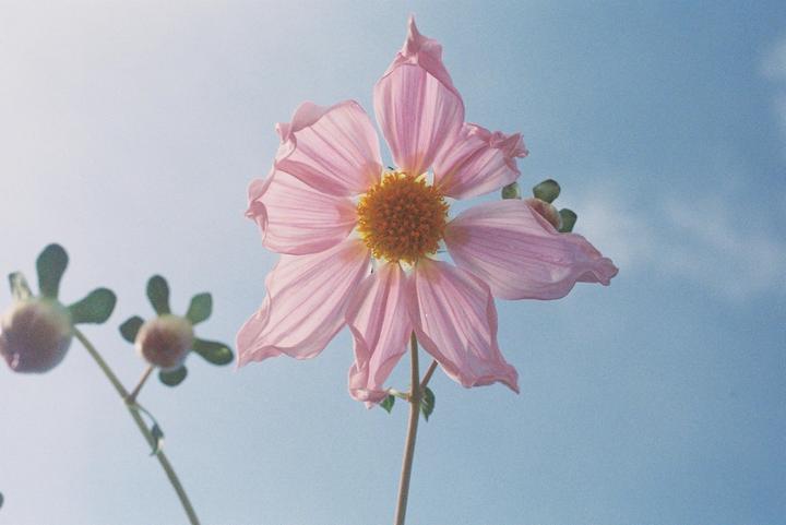 First roll from Great uncle’s Mamiya Sekor, 1000 DTL that was given to me. 50mm lens. Portra 800 film. No editing.