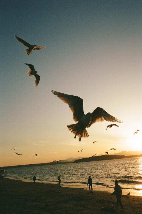 Gulls