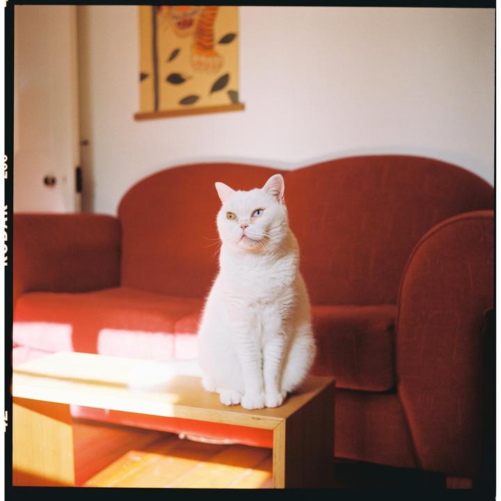 the cat content no one asked for [Rolleiflex MX-EVS f3.5, Gold 200]
