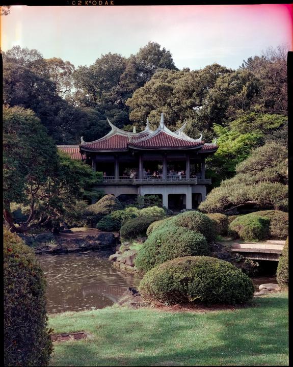 Shinjuku National Park | Intrepid 4x5 | Kodak Vericolor III (expired 1987)