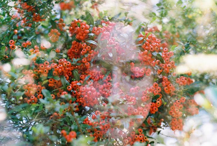 First ever roll developed (Kodak Gold 200, Canon A-1)