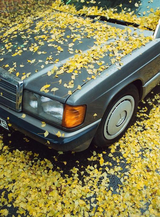 Fall in Germany [Nikon F3 | Kodak Portra 800]