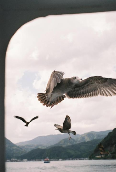 Seagulls and Hawks, Nikon F3, 55mm f1.2, Fuji Superia 400