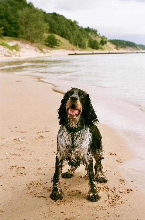 My city dog experiencing the beach for the first time. [Minolta XG1, Fuji Superia 400]