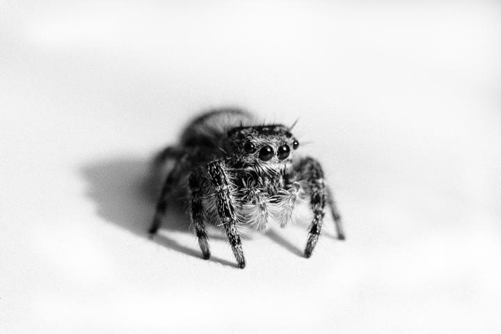 Cute Arachnophobia | Canon AE-1 Program | Takumar 50mm Macro 1:1 | Fomapan 100 (Rodinal)