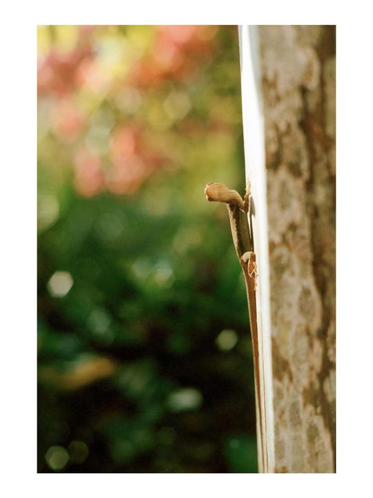 A lizard is climbing up a wall with a blurred green and red background.