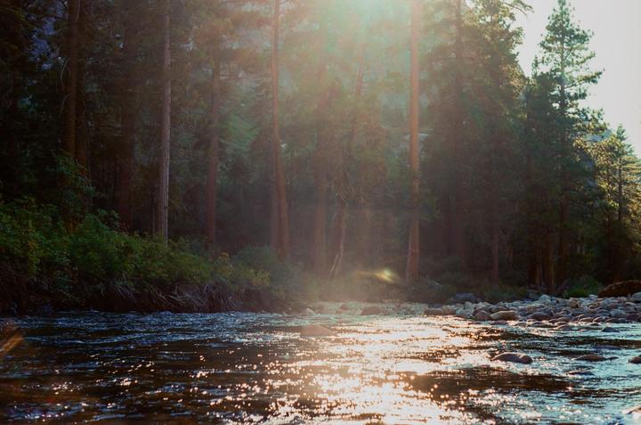 Sunlight reflects off a river flowing past a forest of tall trees.