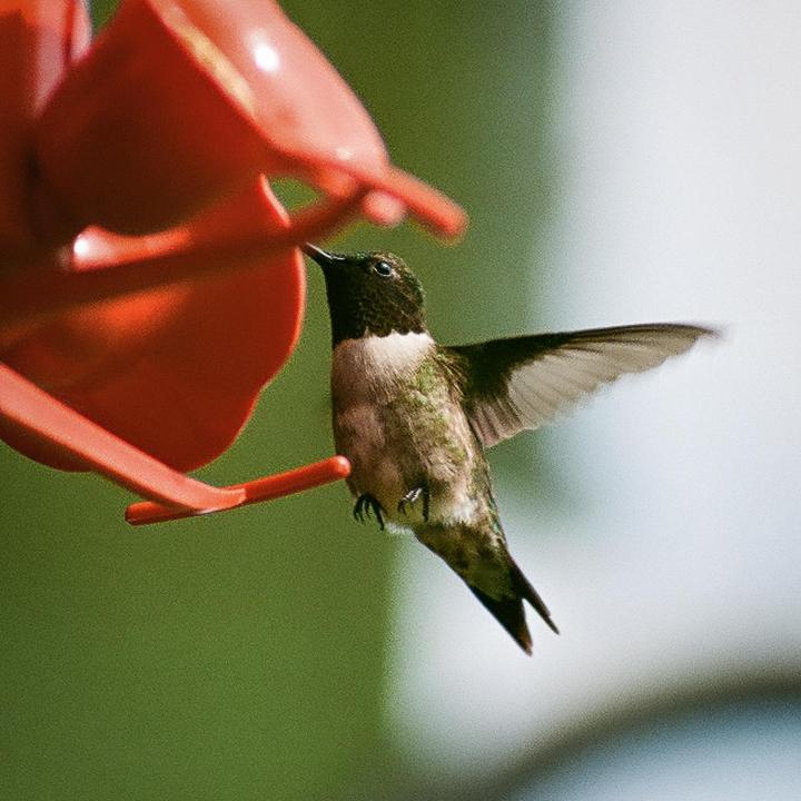 Look at his little feet. Nikon FG, 70-210mm generic zoom lens and Superia 400.
