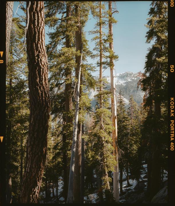 Sequoia National Park · Mamiya 7ii 80MM · Kodak Portra 400