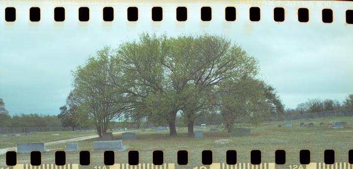 A large tree stands in a cemetery with numerous gravestones scattered across the grassy field under a cloudy sky.