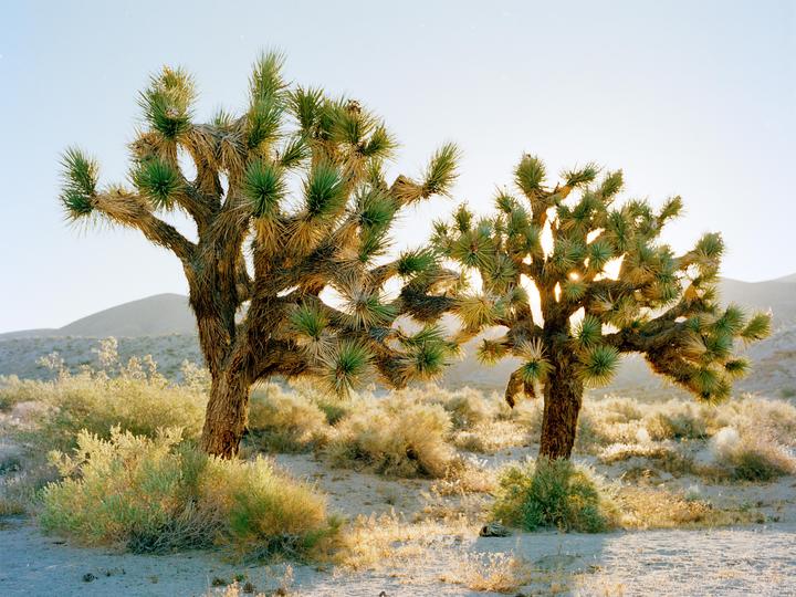 Joshua Trees | Bronica ETRSI 75mm f2.8 | Fuji Pro 400h