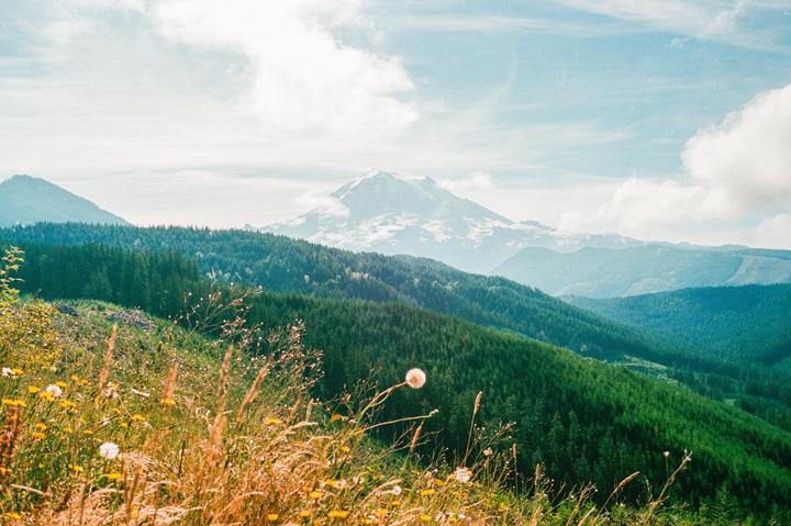 PNW | Leica M6 | Voigtländer Nokton 35mm f/1.4 SC | Portra 400