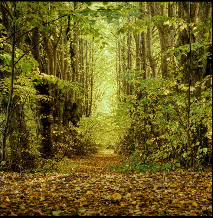 Forest greens [Hasselblad 500cm, 150mm f/4, Phoenix 200]