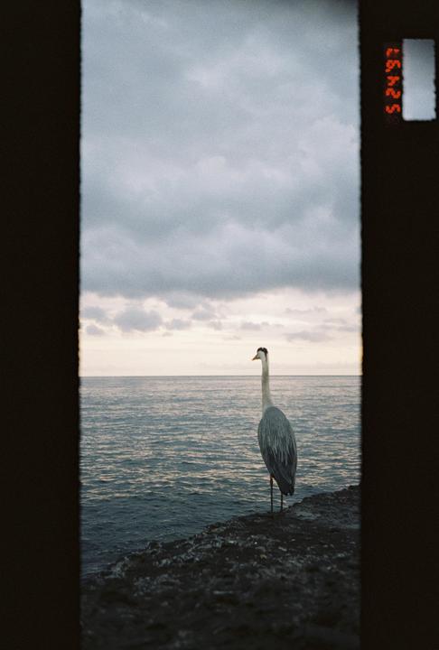 Bird by the Mediterranean - accidental panorama, Olympus mju panorama, Kodak gold 200