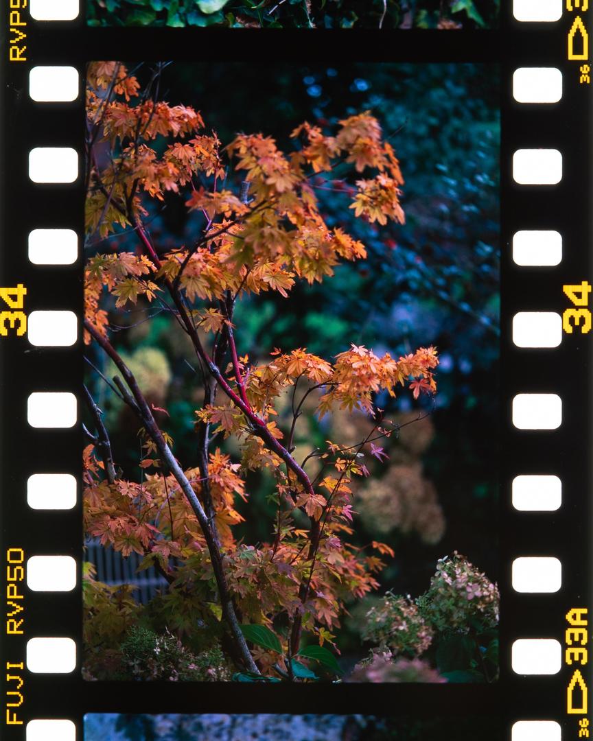 image 35733 by drsnapshoot