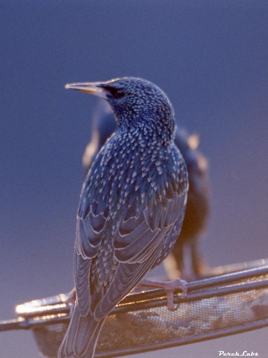 No one asked, but this is what happens when you shoot birds with CineStill 800T [Nikon F5 | Nikkor AF-I 500mm]