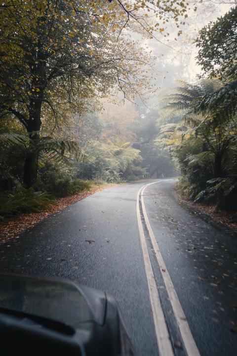 A wet, winding road with double yellow lines is surrounded by trees and ferns on a hazy day.