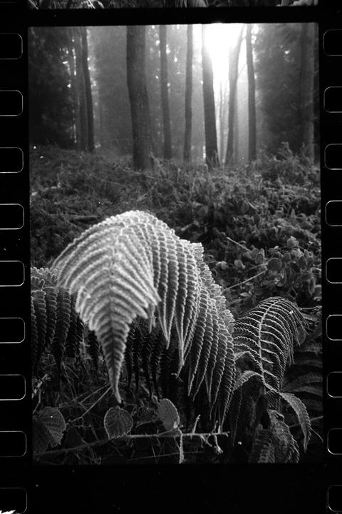 Kentmere 400 pushed to 3200