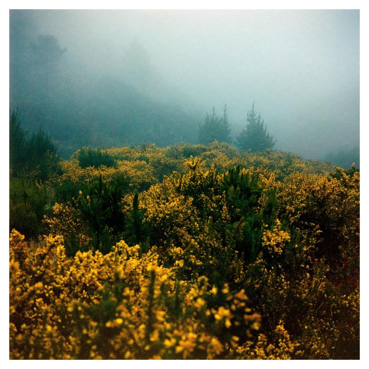 Madeira, Mamiya 6, expired Fuji Pro400H
