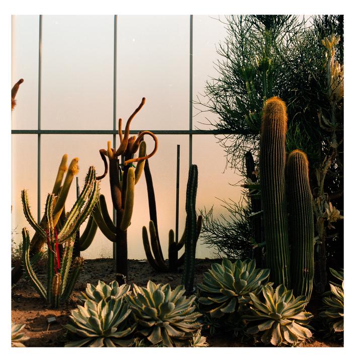 Cactus [Hasselblad 503cx, 80mm f2.8, Portra 400]