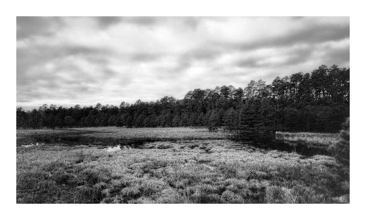 Woodlands [Orwo UN54]