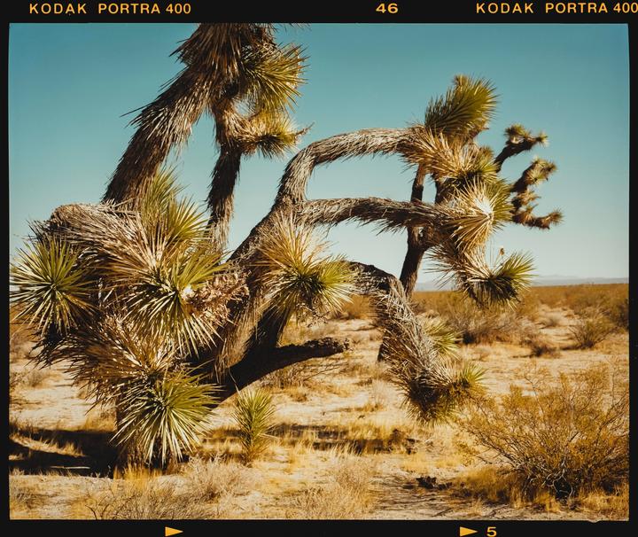 Joshua Tree National Park · Mamiya 7ii 80MM · Kodak Portra 400