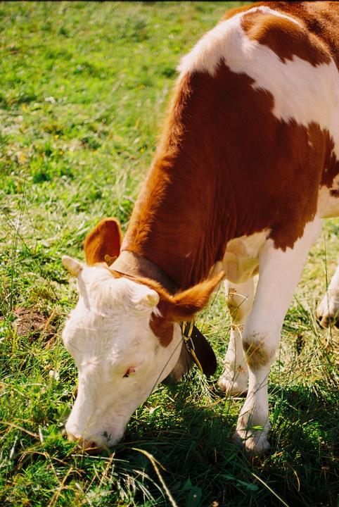 A brown and white cow with a bell around its neck grazes in a field of green grass.