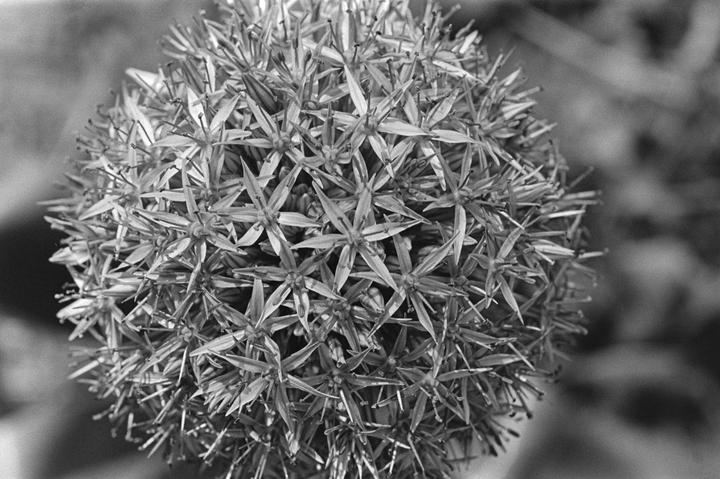 A close-up, black and white photograph shows a spherical allium flower head composed of many small, star-shaped florets.