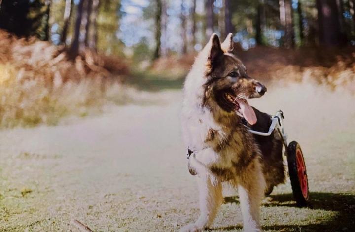 My last photo of my dog | Nikon F3 | Kodak Gold 200