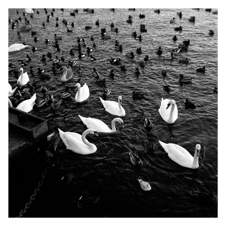 Gathering [Rolleiflex 2.8F, Kodak T-Max 400]