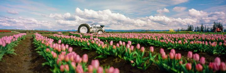 Tulip Festival [Fuji G617 | Provia 100f]