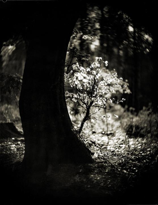 A small tree with bright leaves stands next to a large, dark tree trunk in a forest.
