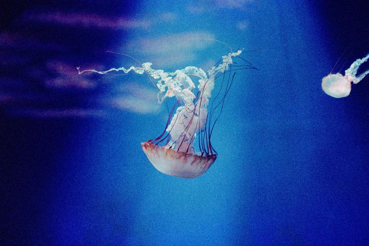 Suspended Sea Nettle [Ektachrome 320T, EOS-1V, 100mm f/2.8]